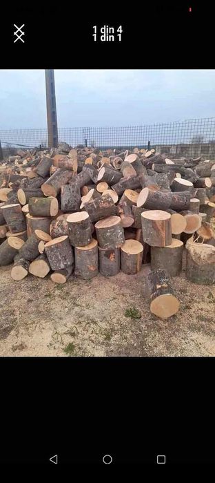 Vând bracuri de fag si butuci tăiați