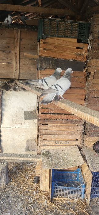 Ciocarlii de cobur kingi