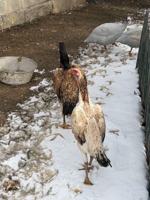 Бойцовые курочки шамо микс даканы куры