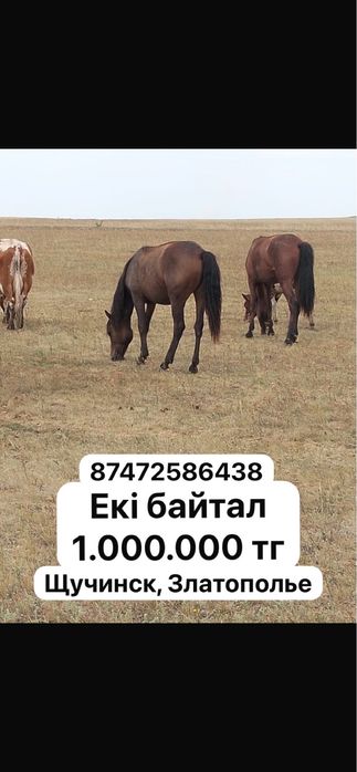Продам скот, недорого