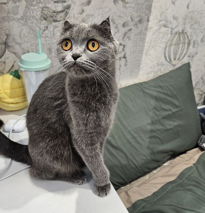 Scottish fold Девушка