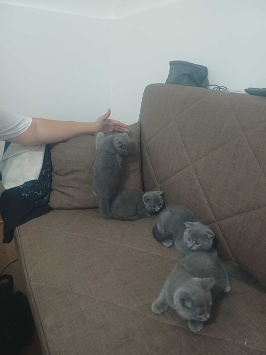 Британска котка