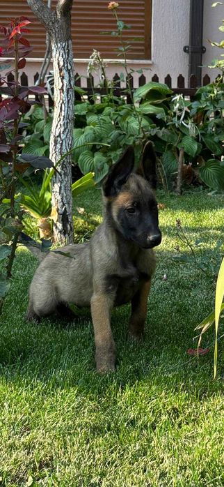 Ciobănesc Belgian Malinois