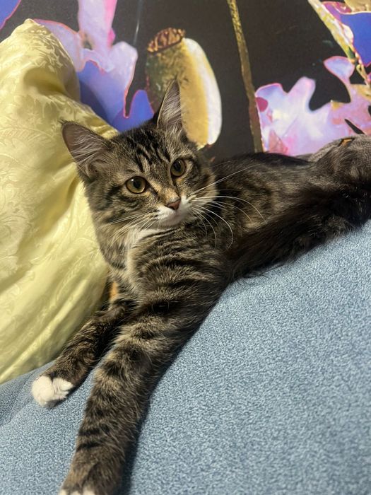 Котенок  просто чудо