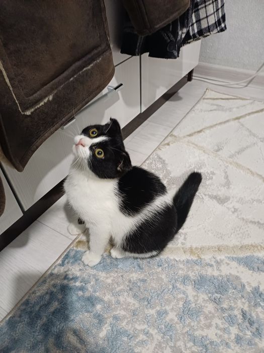 Отдам кошку добрые руки