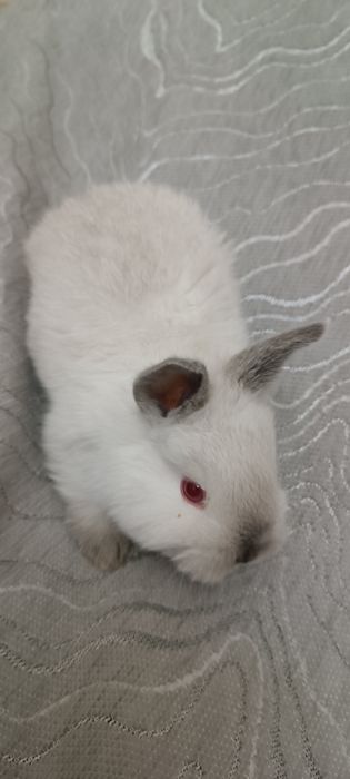 Маленькие крольчата красивые