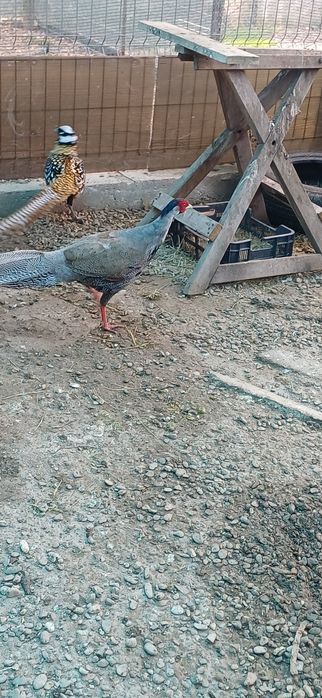 Masculi de un an din mai multe rase