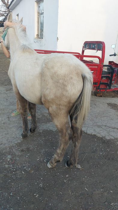 Продам жеребенок