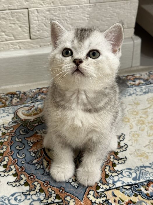 Скотиш страйт серебристая шиншилла