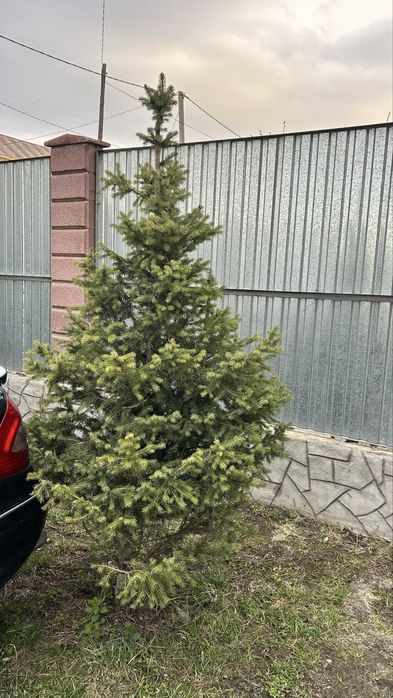 Ель,  Туя, Шырша,  Елка.