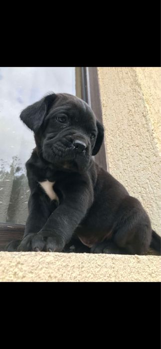 Mascul cane corso  pedigree fci