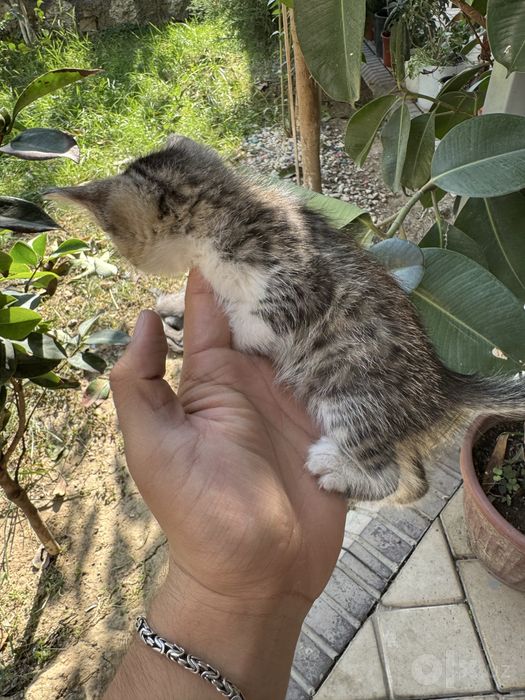 Кошка и котят 7шт детя