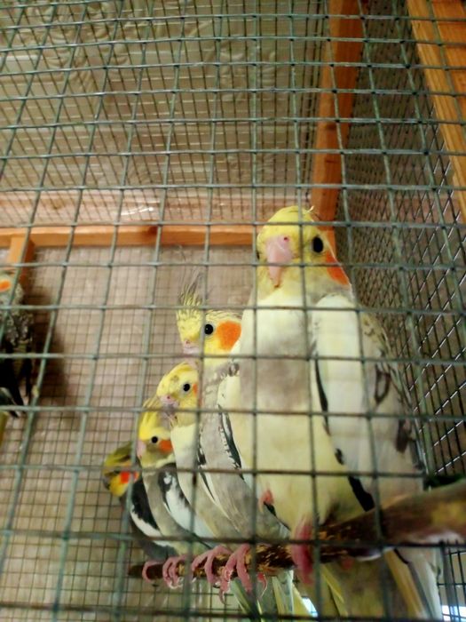 Молодой попугай корелла