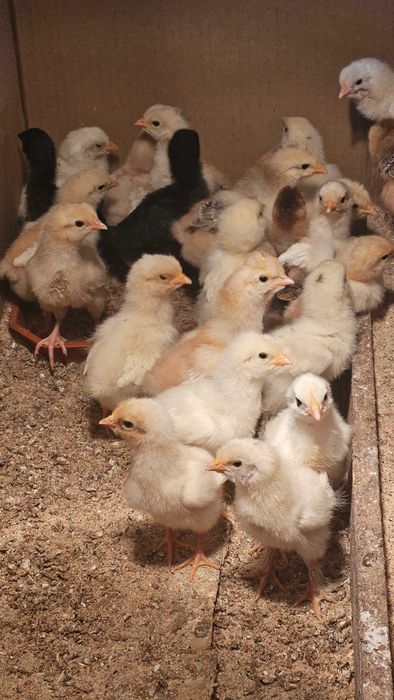 Големи пуйки за празниците, кокошки