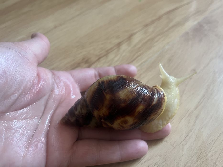 Улитки ахатина ретикулята альбино