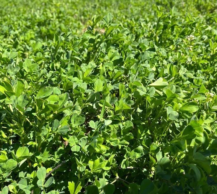 Жоңышқа ұрығы, Семена люцерны