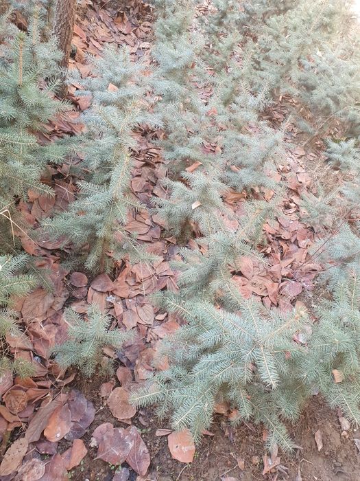 Кремлевская ёлка