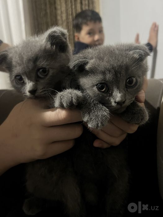 Шотландский кошки