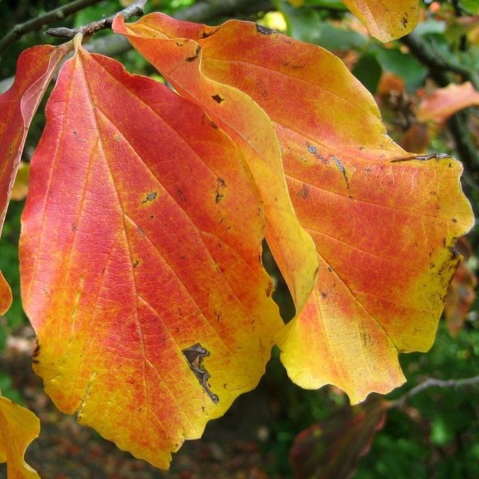 Arborele De Fier Persan