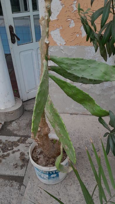 продается цветы опунция кактусы