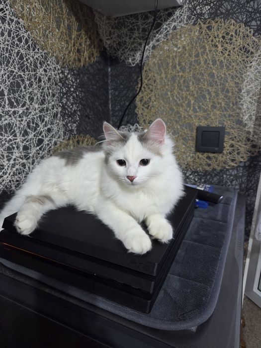 Киса ищет любящую семью.