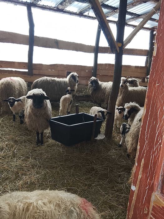 Oi de vânzare cu miei