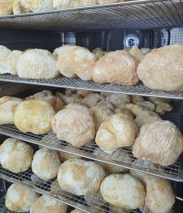 Гриб королевский