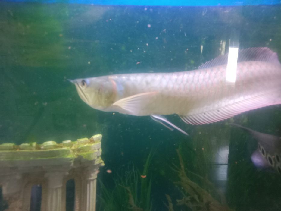 Продам рыбу аровану