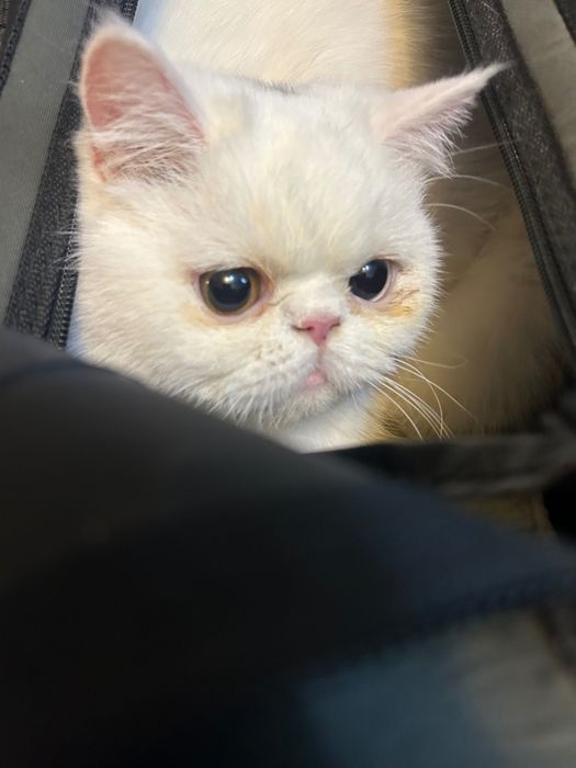 Предлагается кот на вязку.