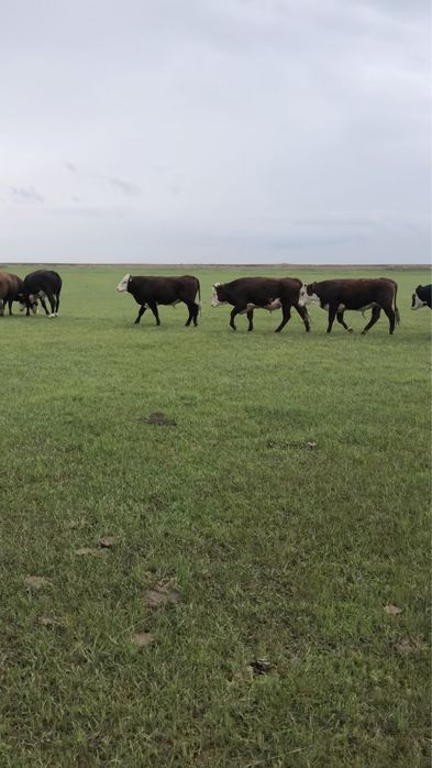 Бұқалар сатылады