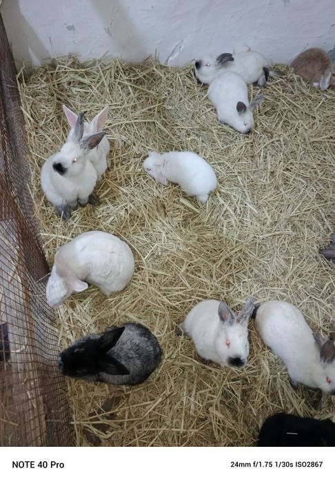 Хар хил турдаги зотли куен болалари