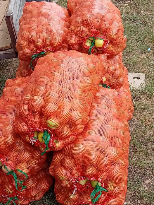 Яблоки от 70 ТГ до 400 ТГ о