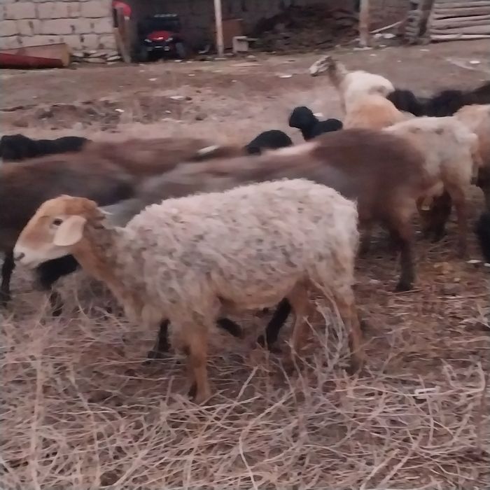 Малл Сатылады...