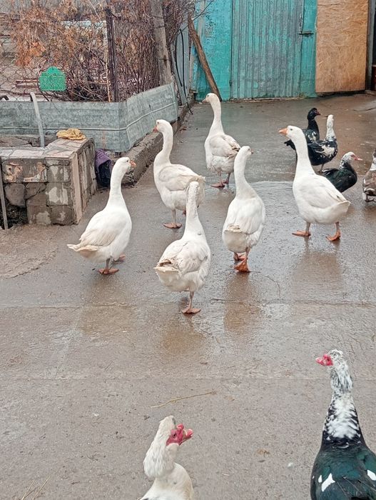 Продам индаутка самцы и гусей