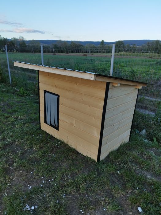 Vand cusca pentru caine