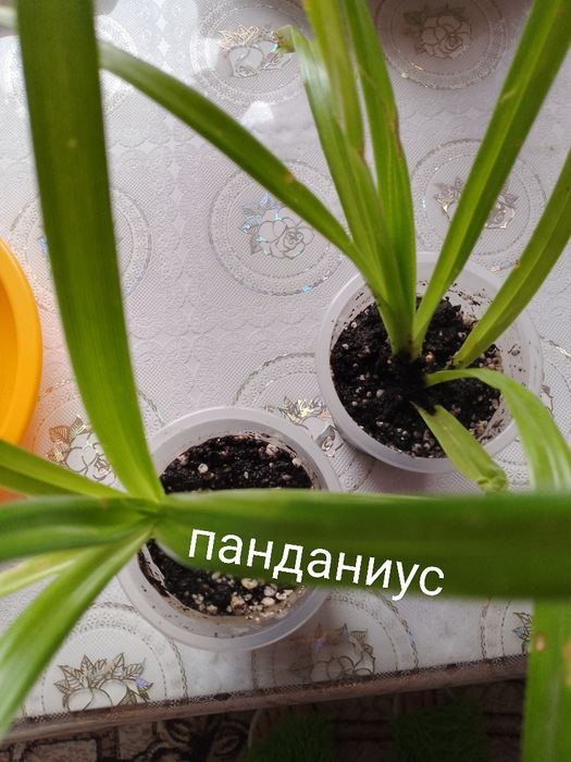 Цветы - комнатные