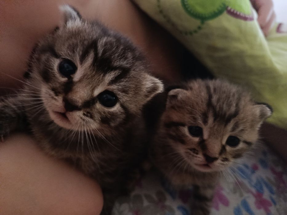 Отдам котят в хорошие руки