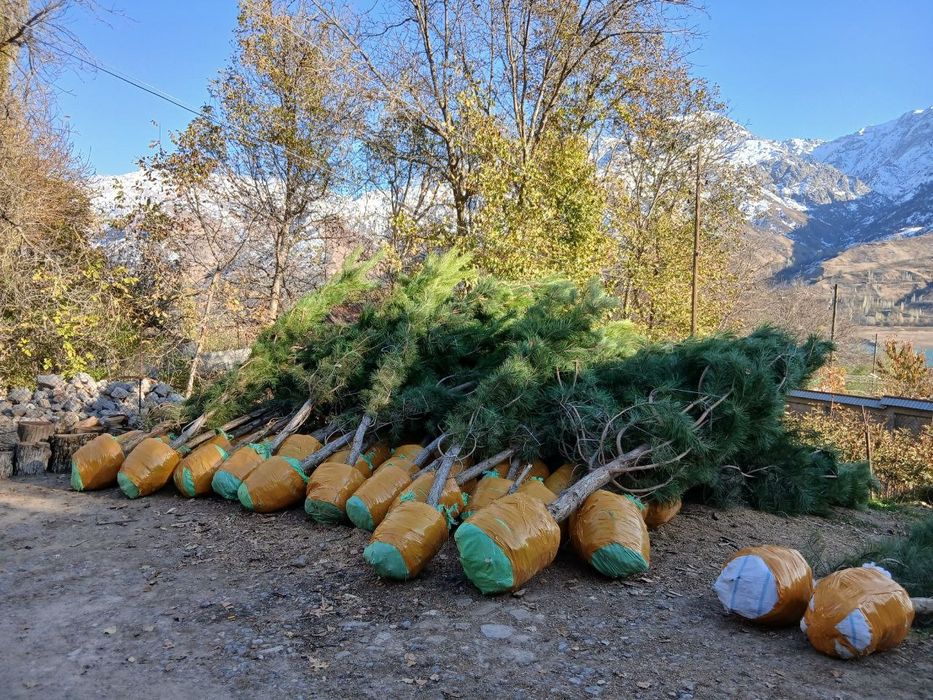Продаются саженцы деревьев