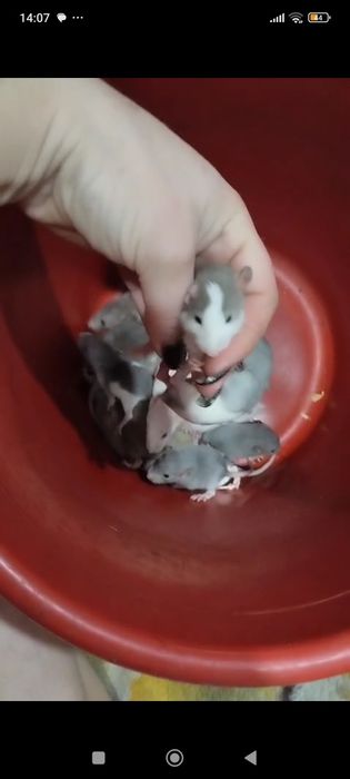 Продам месячных крысят