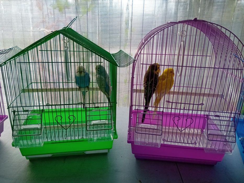 Papagali perusi multicolori