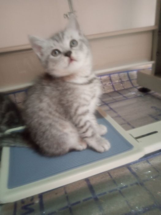 Сотилади британ мушукчалар!!!