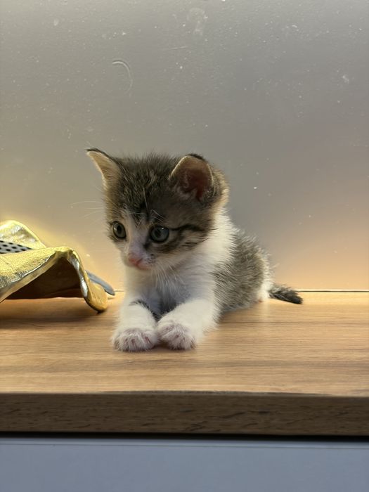 Котенок 1 месяц девочка