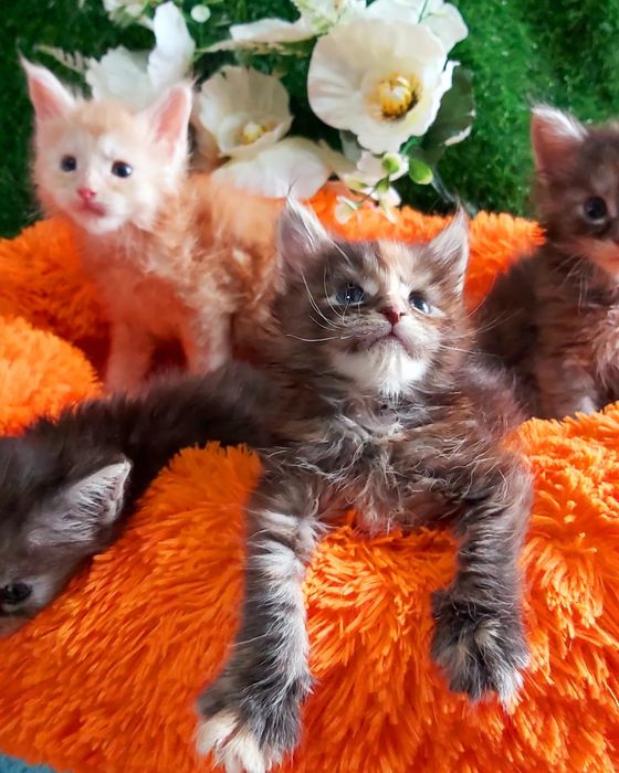 Мейн- Кунчики. "КУНЯШИ". Бронь и готовые