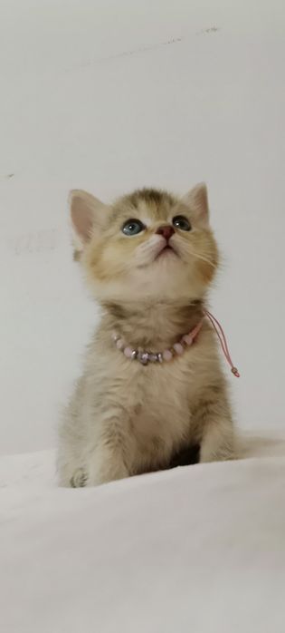 Роскошные котята Скоттиш Фолд и Страйт  золотая Девочка