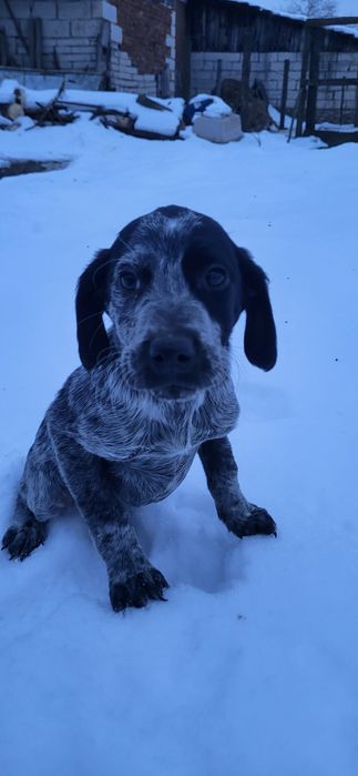 Brac german par scurt