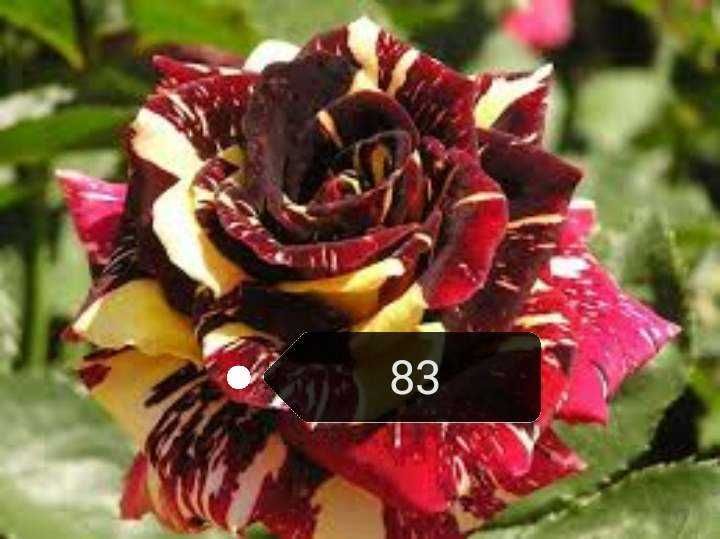 Красиви  рози щамови и бордюрни