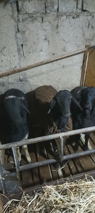 Quzi quchqorlar soglom