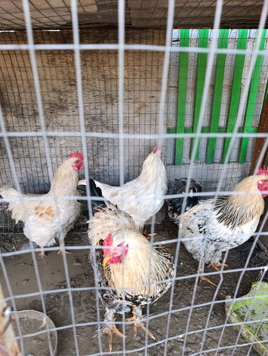 Продам годовалых петушек