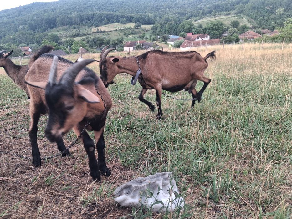 Vand 3 capre cu lapte sau dau la schimb puc.ei  cereale