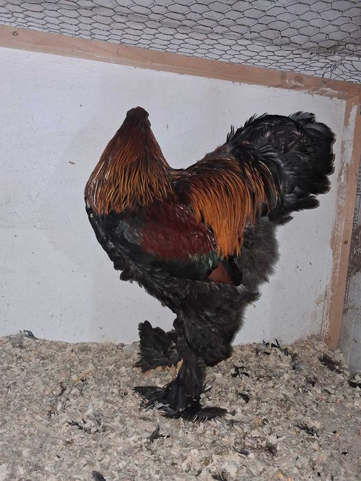 Cocosi brahma potarnichiu